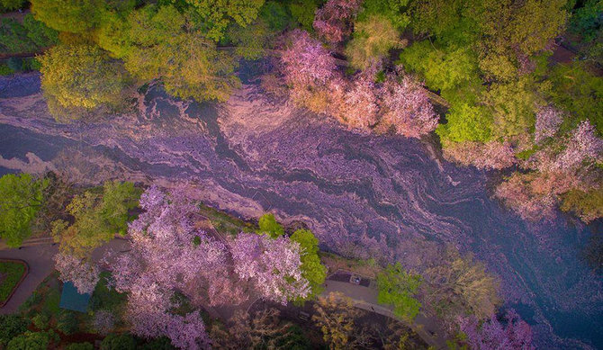 pemandangan sakura mekar dilihat dari drone