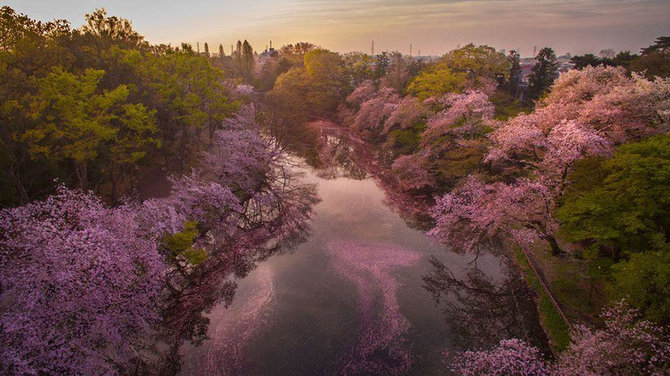 pemandangan sakura mekar dilihat dari drone