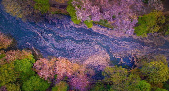 pemandangan sakura mekar dilihat dari drone