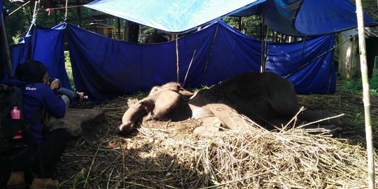 Gajah Yani dan wacana taman satwa yang berperikebinatangan