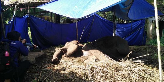 BKSDA Jabar ancam ambil satwa di Kebun Binatang jika tidak berbenah