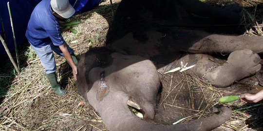 Begini kondisi mengenaskan Gajah Yani sebelum mati