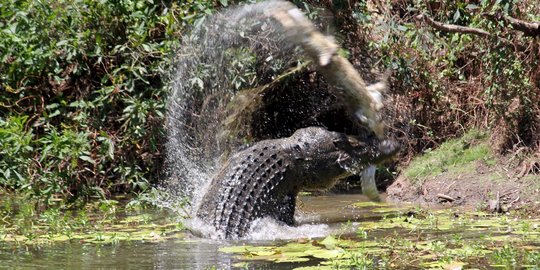 Sedang mengecek jaring ikan, Aris tewas diterkam buaya