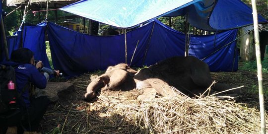 Penyebab gajah Yani mati, radang di paru-paru, limpa & hati