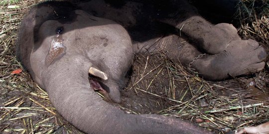 Bangkai Gajah Yani akan dijadikan bahan penelitian