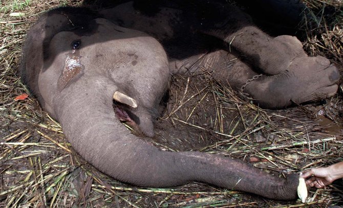 gajah yani di kebun binatang bandung