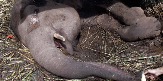 Pengelola sebut tak kurang duit, tapi gajah Yani mati tak terurus