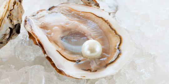 Sistem respirasi, saraf & reproduksi tiram sang penghasil mutiara