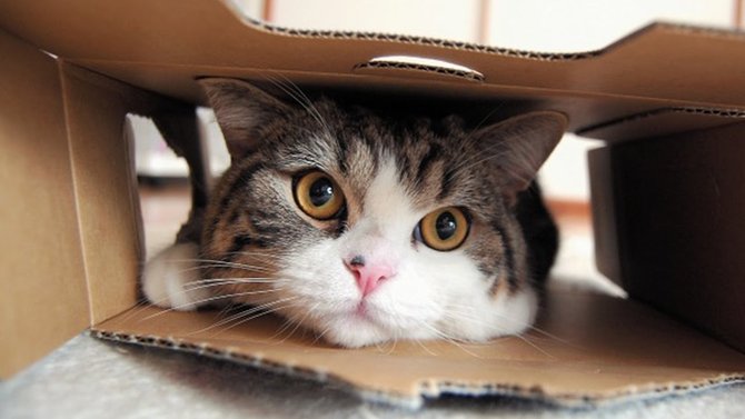 maru si kucing pecinta kotak