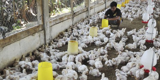 PT Berdikari ditunjuk garap industri peternakan ayam