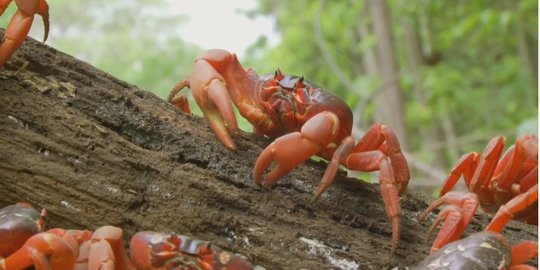 Mengapa kepiting jalannya menyamping?