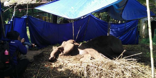 Ini pelanggaran yang dilakukan Kebun Binatang Bandung