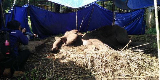 Rentan penyebaran virus gajah, Bonbin Bandung diminta tutup