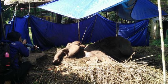 Poin-poin pelanggaran yang dilakukan Kebun Binatang Bandung