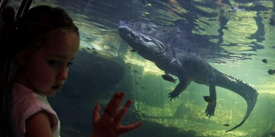 buaya saat cuci kaki di sungai rokan rev1