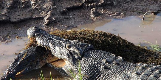 nunukan tewas diseret buaya ke dalam sungai rev1