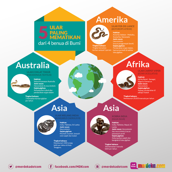 infografis ular berbahaya