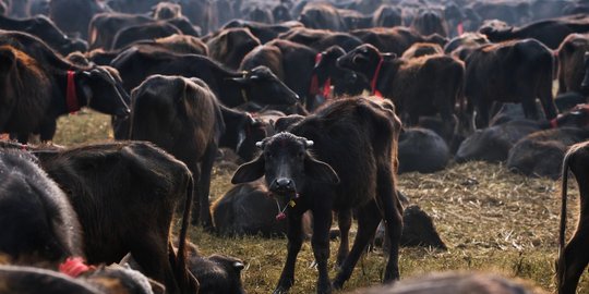 Bupati Mukomuko pusing banyak ternak berkeliaran di jalan raya