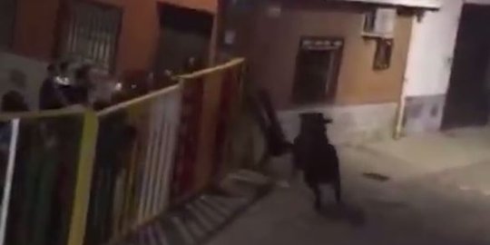 rekam ajalnya sendiri kala diseruduk banteng rev1