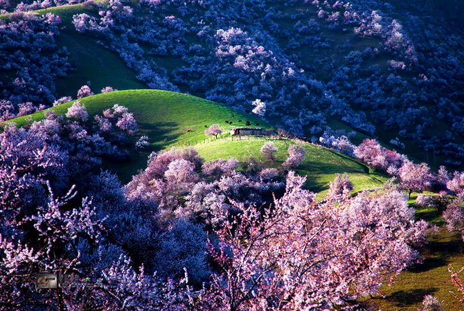 apricot valley china