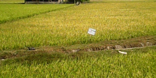 Jumlah petani menurun ancam produksi pangan Indonesia