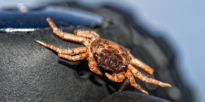 Mengenal hewan berbuku-buku (Arthropoda) yang bisa hidup 