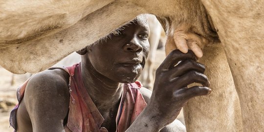 Pengobatan luka khas suku Sudan Selatan, pakai kencing sapi