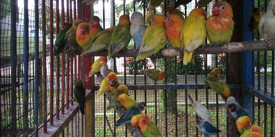 Ratusan burung dikirim secara ilegal diduga melibatkan petugas