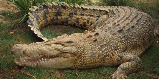 Buaya kesasar dan lapar masuk ke kebun sawit ditangkap warga