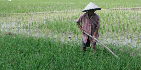 5 Bukti pemerintah Jokowi tak peduli nasib petani