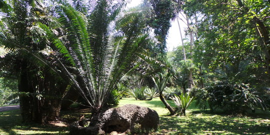Bangun hunian hijau, JSI manfaatkan tanaman Kebun Raya Bogor