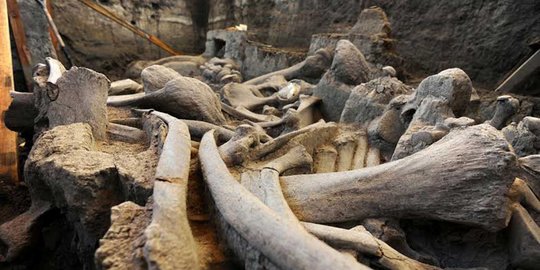 Penemuan fosil gajah Mammoth dari Zaman Pleistosen