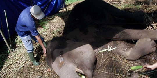 Kebun Binatang Bandung didesak benahi kandang satwa