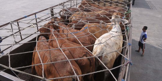 PT RNI impor sapi bakalan perdana dari Australia