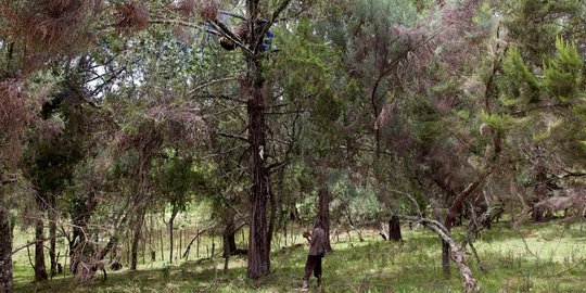 Menengok kehidupan suku penghasil madu di Gunung Olgen