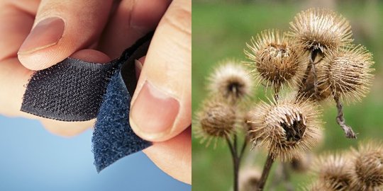 5 penemuan luar biasa ini ternyata terinspirasi dari alam!