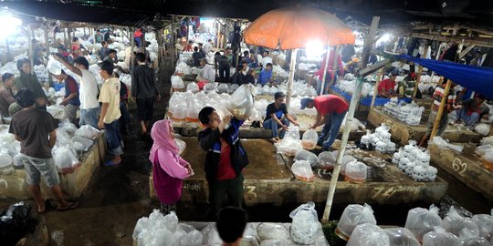 Mengunjungi pasar ikan hias terbesar se-Asia Tenggara di Parung