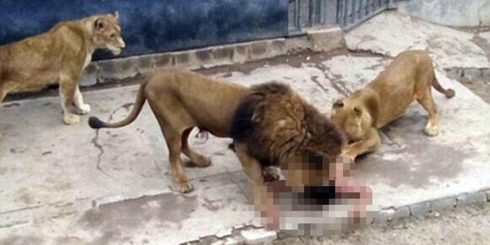 Ini aksi nekat pria Chile coba bunuh diri di kandang singa