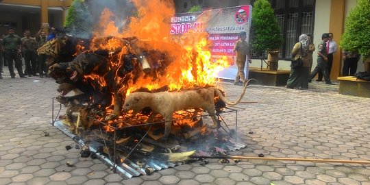 Harimau awetan hingga gading gajah di Aceh dibakar