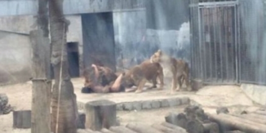Takut Kiamat, Pria Nekat Bunuh Diri di Kandang Singa
