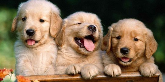 Waduh 6 Binatang Imut Ini Ternyata Kanibal Merdeka Com