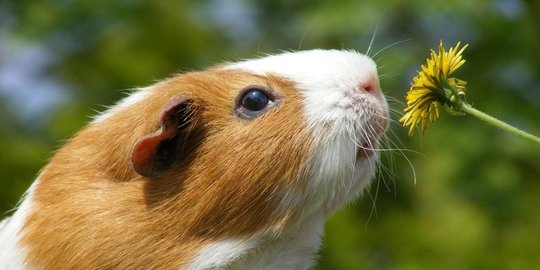 waduh, 6 binatang imut ini ternyata kanibal!