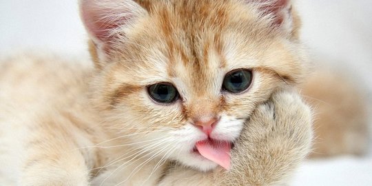 waduh, 6 binatang imut ini ternyata kanibal!