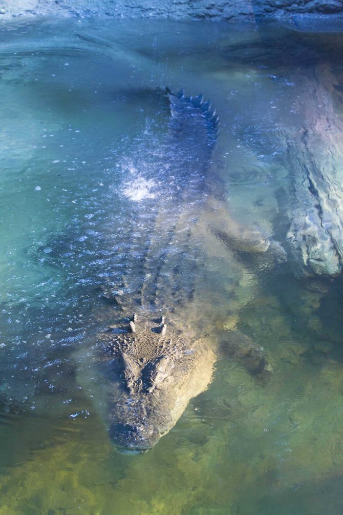 buaya laut terbesar