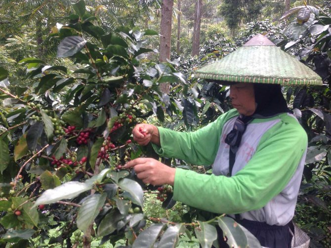 jelajah merdeka koffie van java