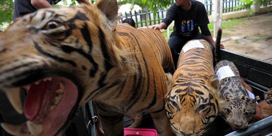 3 Pemburu harimau Sumatera diringkus polisi
