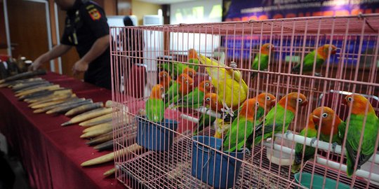 Pria dan perempuan China selundupkan 40 burung di saku celana