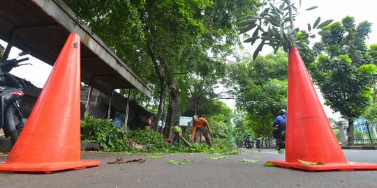 Cuaca ekstrem potensi melanda Aceh, warga diimbau jauhi pohon