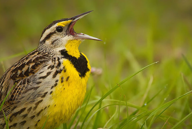 Mengapa burung suka berkicau di pagi hari? | merdeka.com