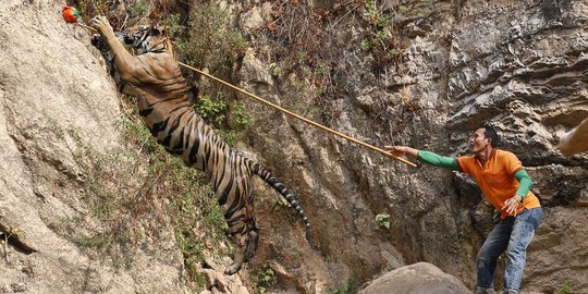 Harimau Sumatera terjerat di perbukitan Mandeh berhasil diselamatkan